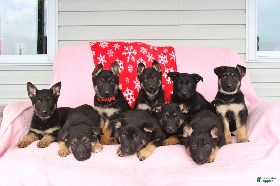 German Shepherd dogs for sale: Cindy - Ad 5