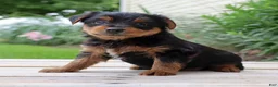 Yorkshire Terrier dogs for sale: Pepsi - Ad 4