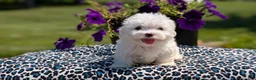 Maltese dogs for sale: Teddy - Ad 8