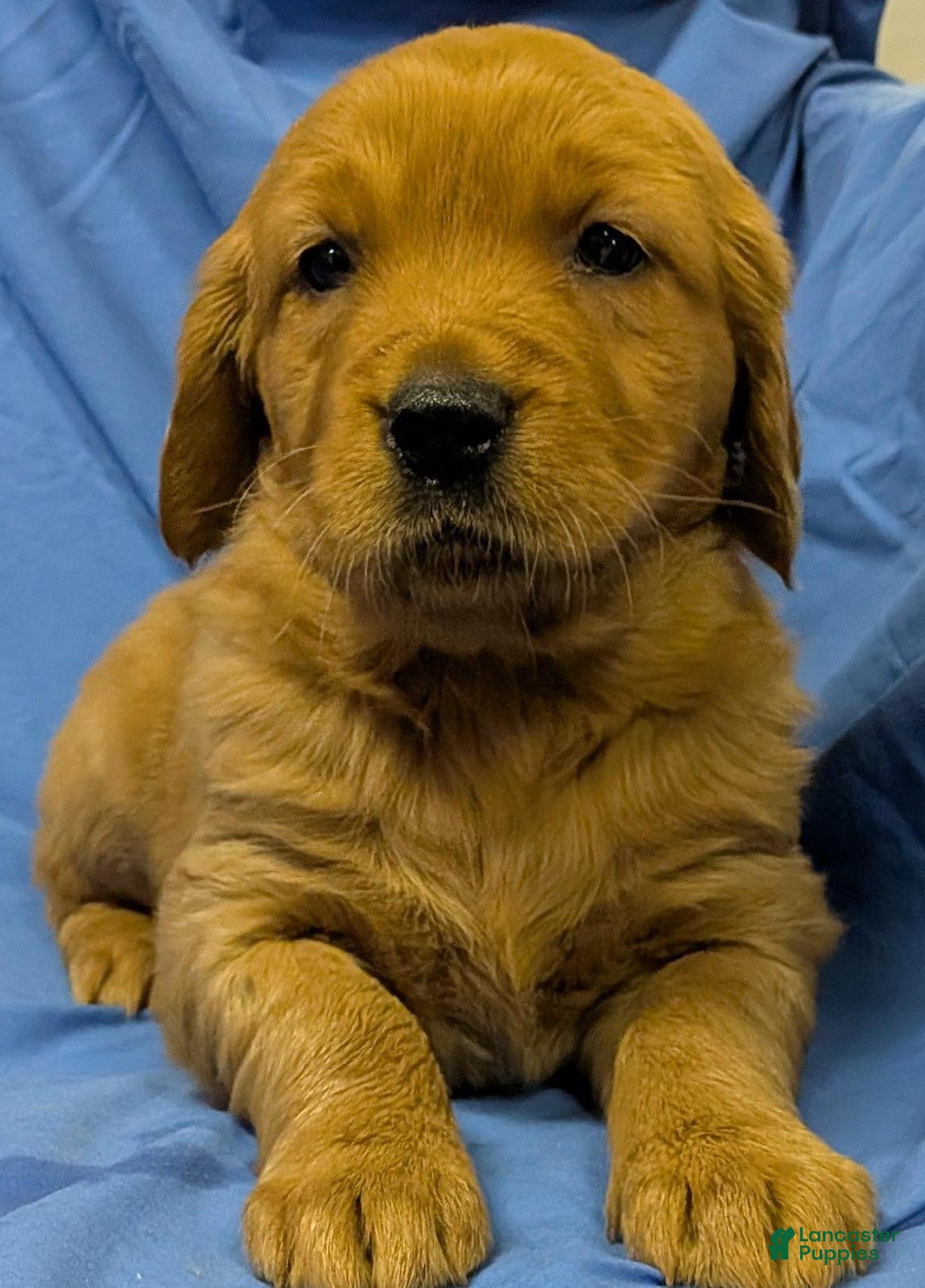 Golden Retriever dogs Muffin - Ad 1