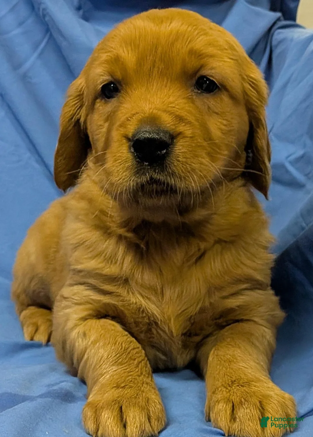 Golden Retriever dogs for sale: Muffin - Ad 1