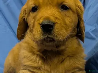 Golden Retriever dogs for sale: Muffin - Ad 3