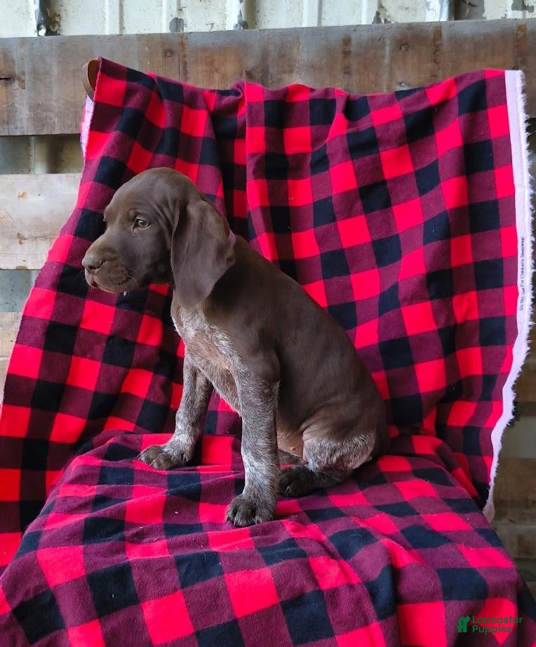 German Shorthaired Pointer dogs Lia - Ad 1