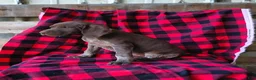 German Shorthaired Pointer dogs for sale: Lia - Ad 1