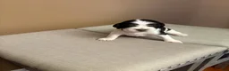 English Springer Spaniel dogs for sale: English Springer Spaniel 2 - Ad 2