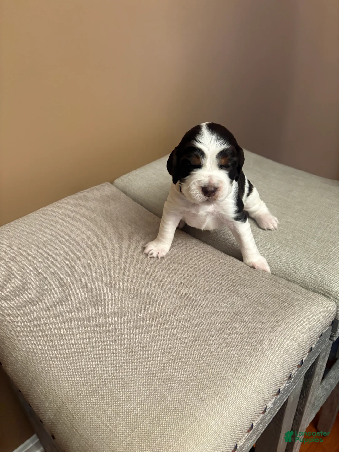 English Springer Spaniel dogs for sale: English Springer Spaniel 2 - Ad 2