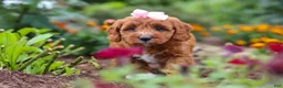 Cavapoo dogs for sale: Dixie - Ad 5