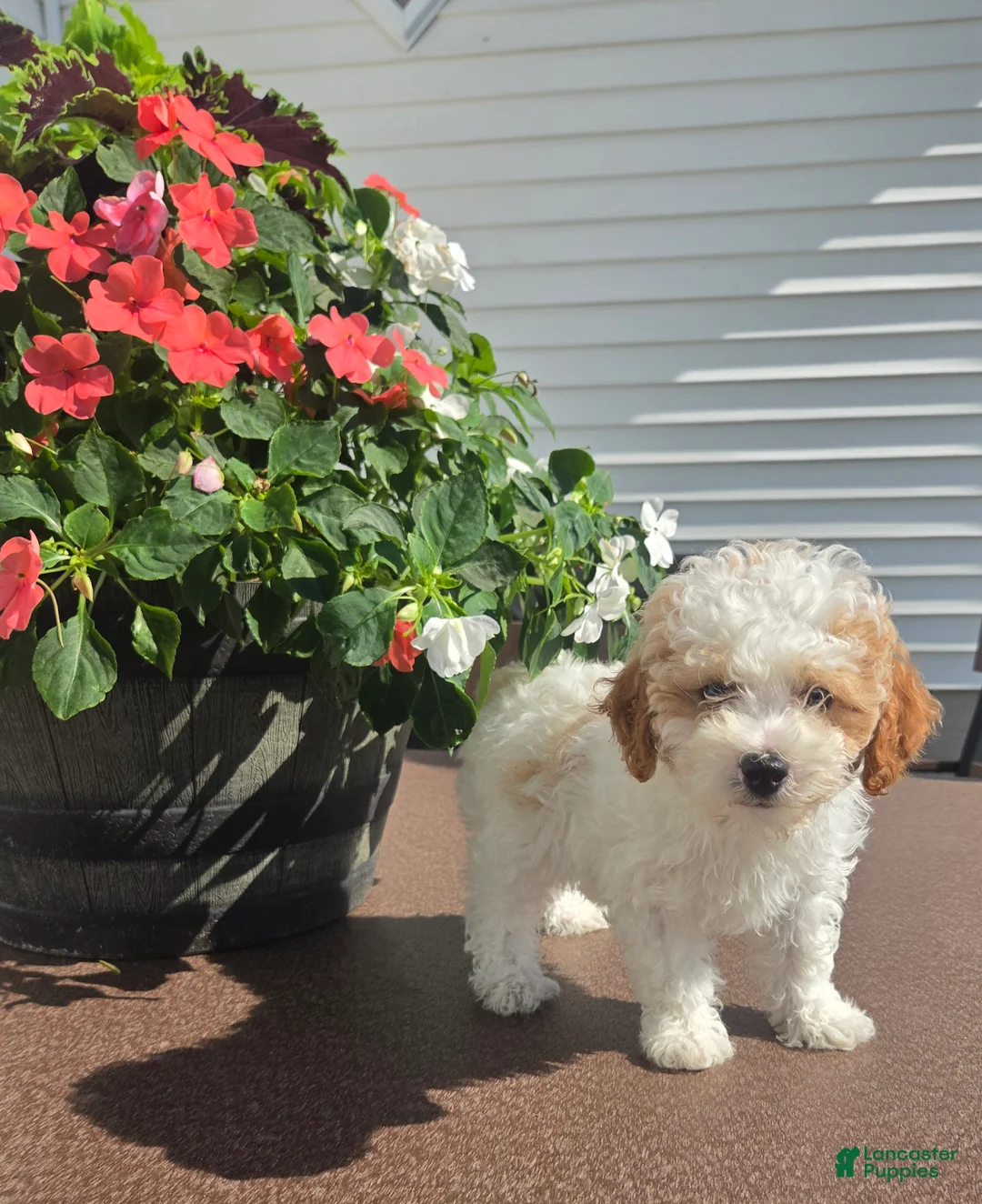 Miniature Poodle dogs for sale: Crystal - Ad 1