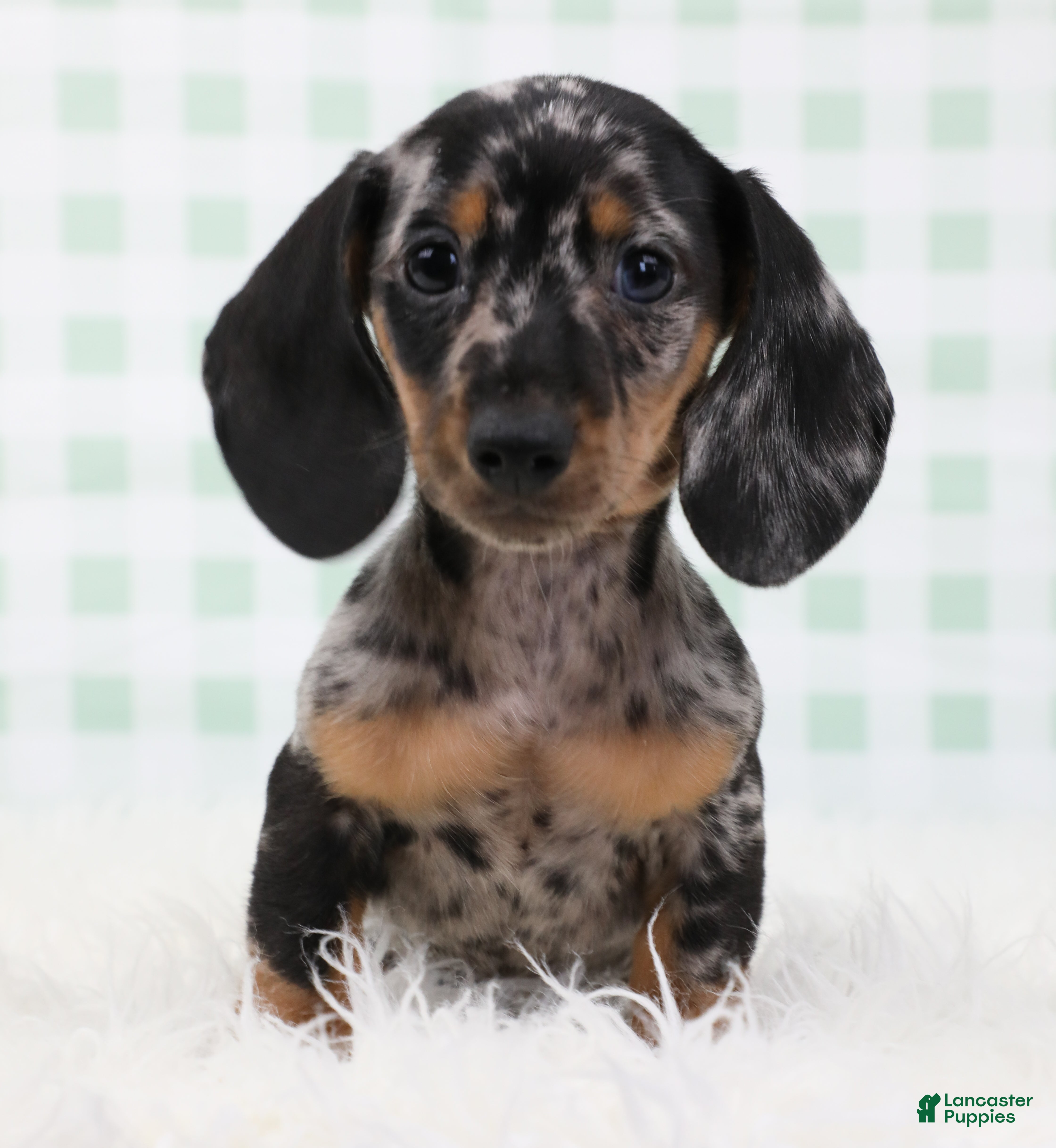 Miniature Dachshund dogs Pierre 🫐 - Ad 1