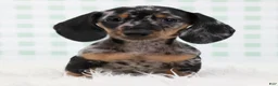 Miniature Dachshund dogs for sale: Pierre 🫐 - Ad 1