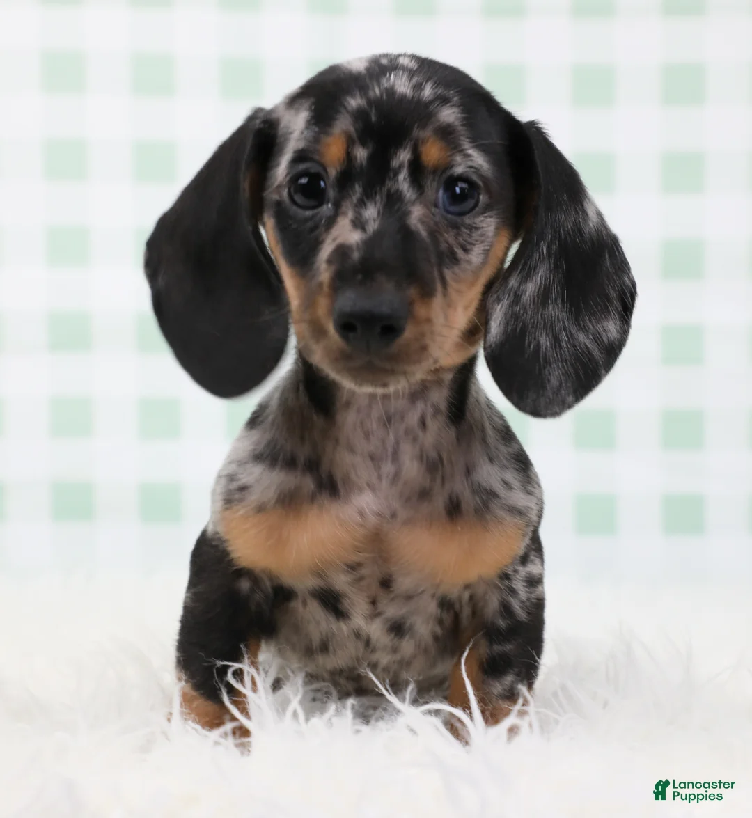 Miniature Dachshund dogs for sale: Pierre 🫐 - Ad 1