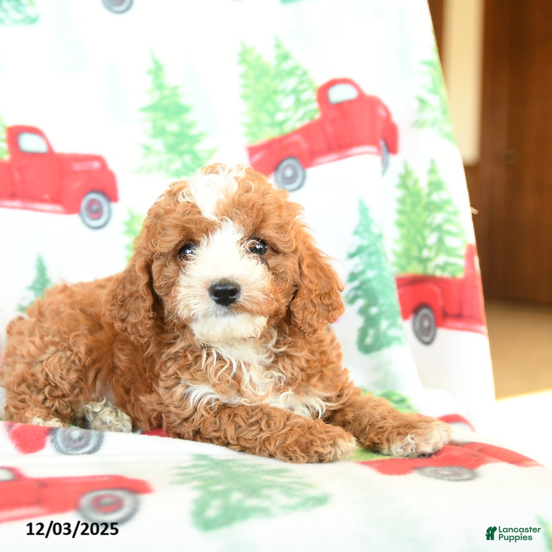 Cavapoo dogs for sale: Creg - Ad 2