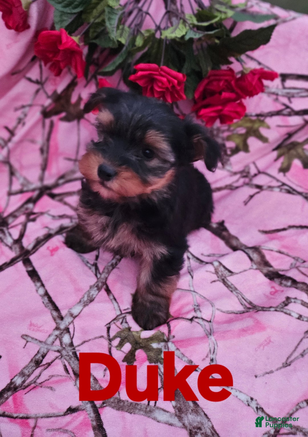 Morkie dogs for sale: Duke - Ad 3