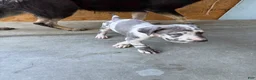 Great Dane dogs for sale: Manchas - Ad 2