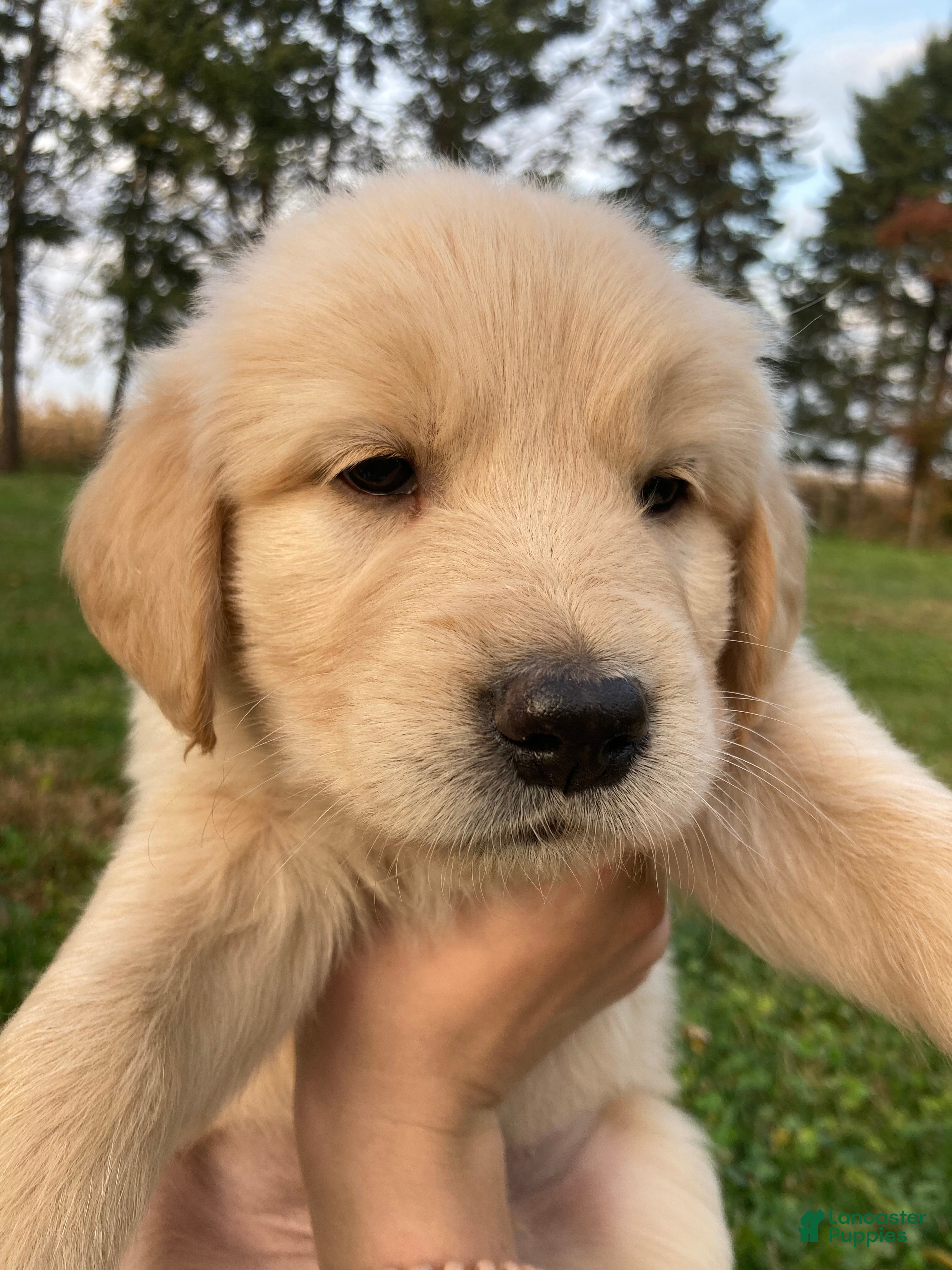 Golden Retriever dogs for sale: Alex - Ad 3