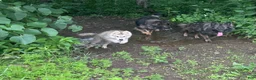 Alaskan Husky dogs for sale: Alaskan Husky 1 - Ad 4