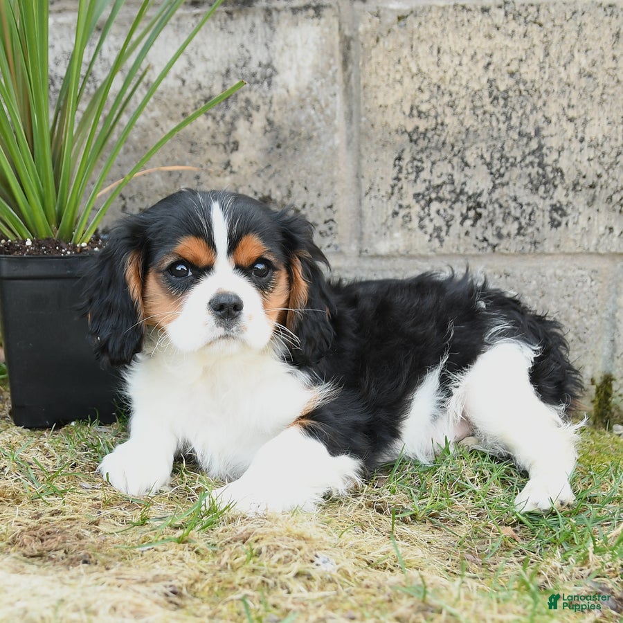 Cavalier King Charles Spaniel dogs Checkers - Ad 2