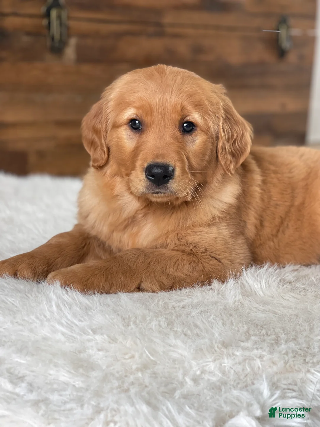 Golden Retriever dogs for sale: Daisy - Ad 1