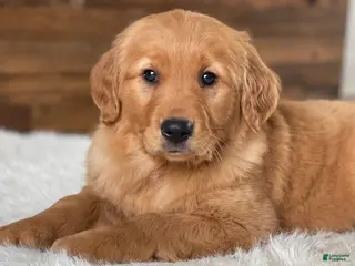 Golden Retriever dogs for sale: Daisy - Ad 4