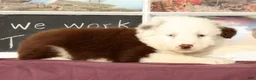 Miniature Australian Shepherd dogs for sale: Shep - Ad 5