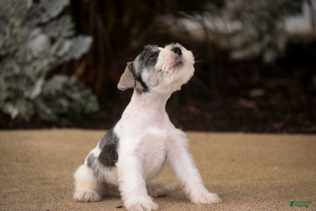 Miniature Schnauzer dogs Beauregard Miniature Schnauzer - Ad 2