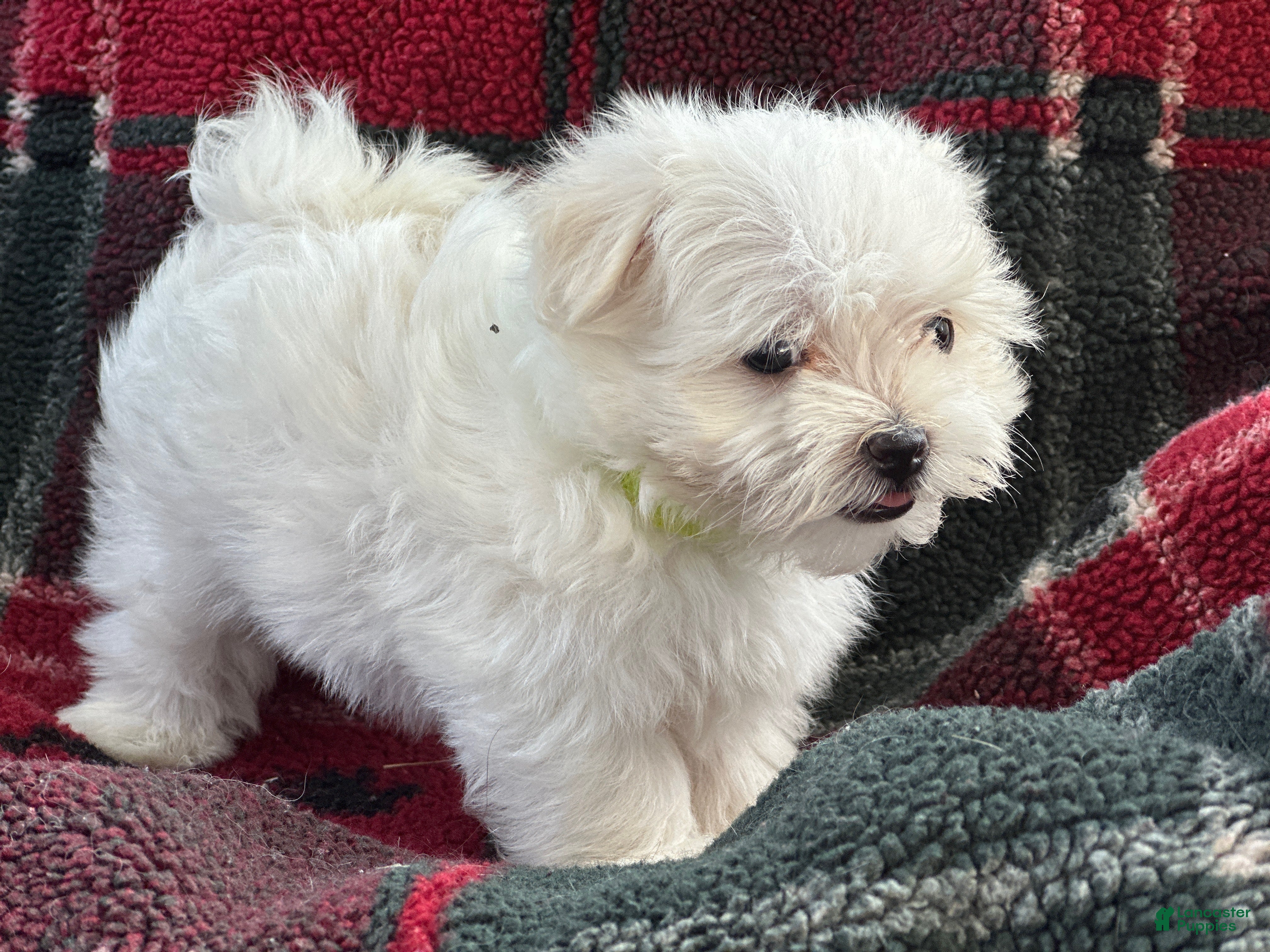 Maltese dogs APRI Maltese Ziggy - Ad 2
