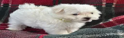 Maltese dogs for sale: APRI Maltese Ziggy - Ad 2