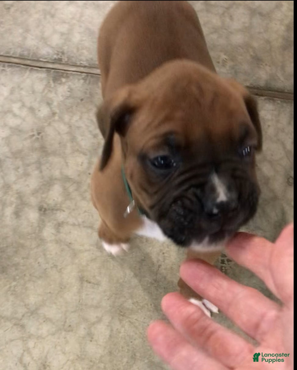 Boxer dogs Boxer Puppy 2 - Ad 1