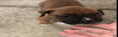 Boxer Puppy 2