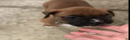 Boxer dogs for sale: Boxer Puppy 2 - Ad 1