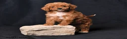 Toy Poodle dogs for sale: Clara - Ad 3