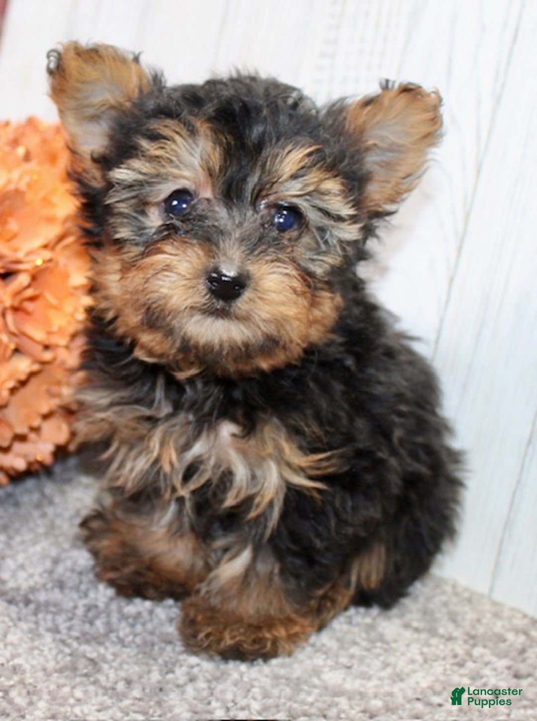 Yorkiepoo dogs for sale: Toby - Ad 2