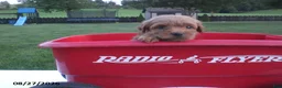 Yorkiepoo dogs for sale: George - Ad 3