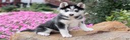 Pomsky dogs for sale: Beauty - Ad 2