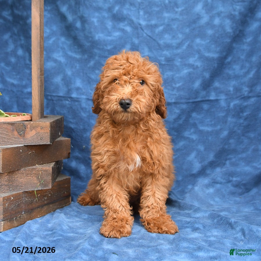 Mini Goldendoodle dogs for sale: Bowser - Ad 3