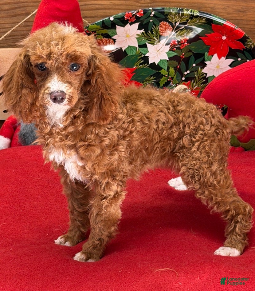 Toy Poodle dogs Lilly - Ad 41