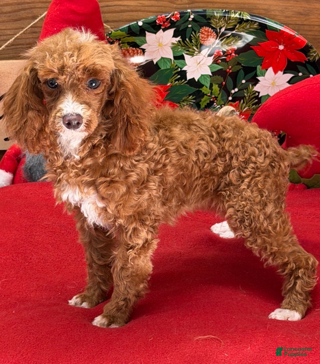Toy Poodle dogs for sale: Lilly - Ad 1