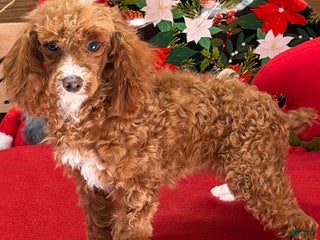 Toy Poodle dogs Lilly - Ad 41