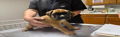 Rusty AKC Euro