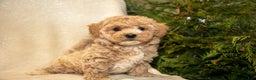 Bichpoo dogs for sale: Rowan - Ad 1