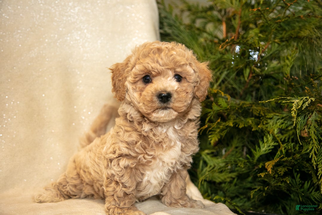 Bichpoo dogs for sale: Rowan - Ad 1