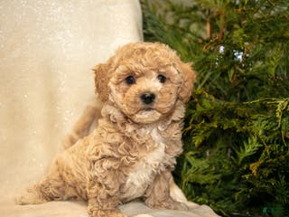 Bichpoo dogs Rowan - Ad 39