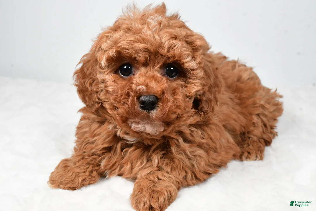 Cavapoo dogs for sale: Rosa - Ad 4