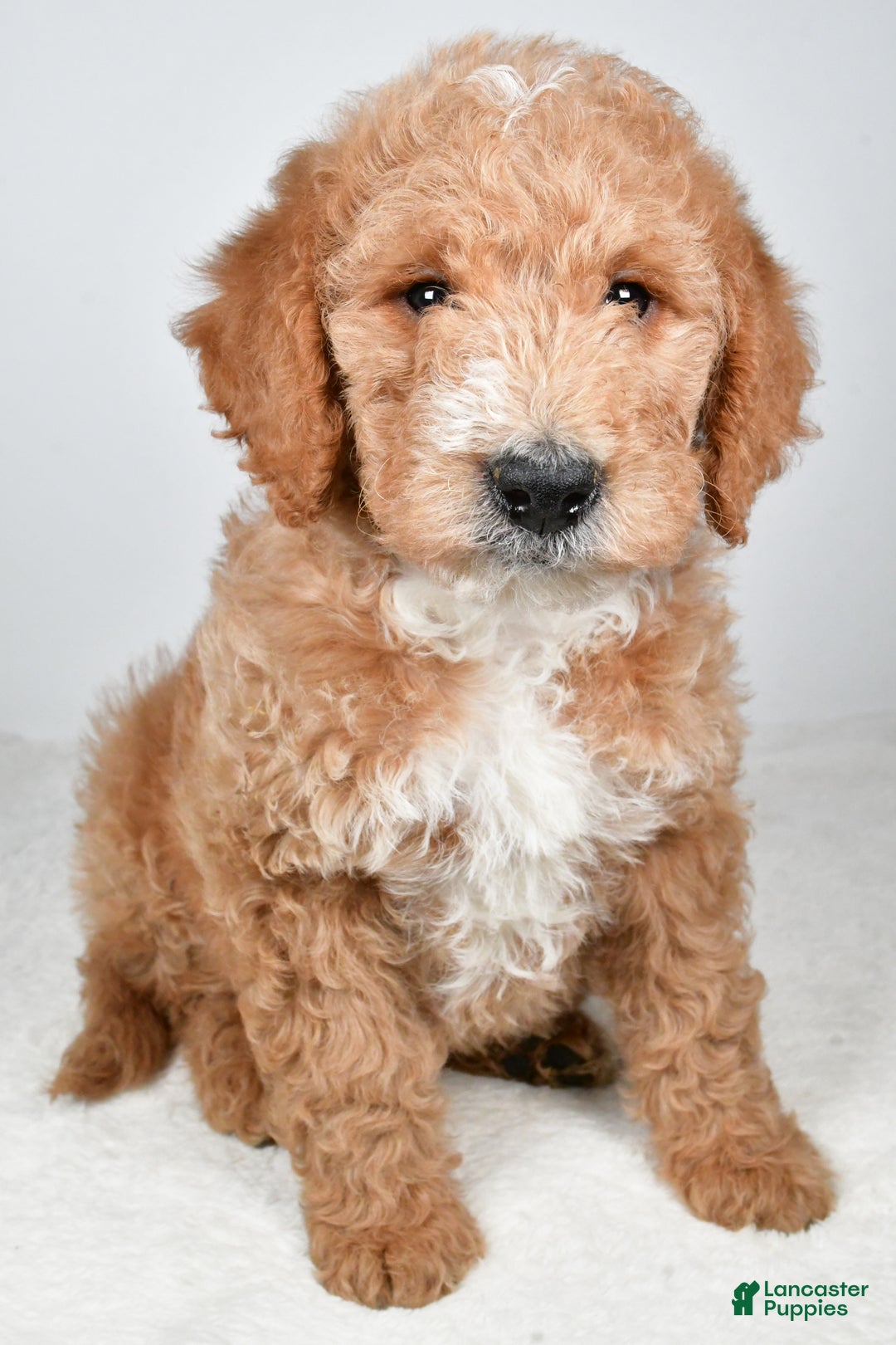 Labradoodle dogs for sale: Nitro - Ad 4