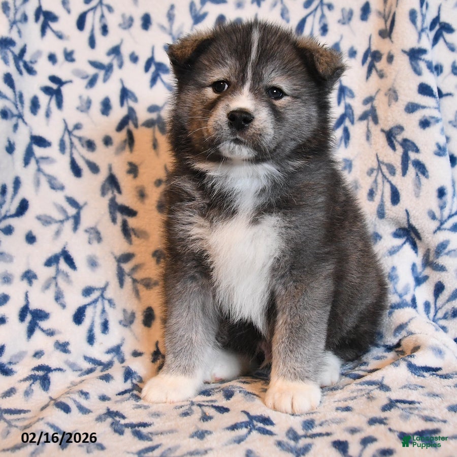 Mixed Breed dogs Smokey - Ad 2