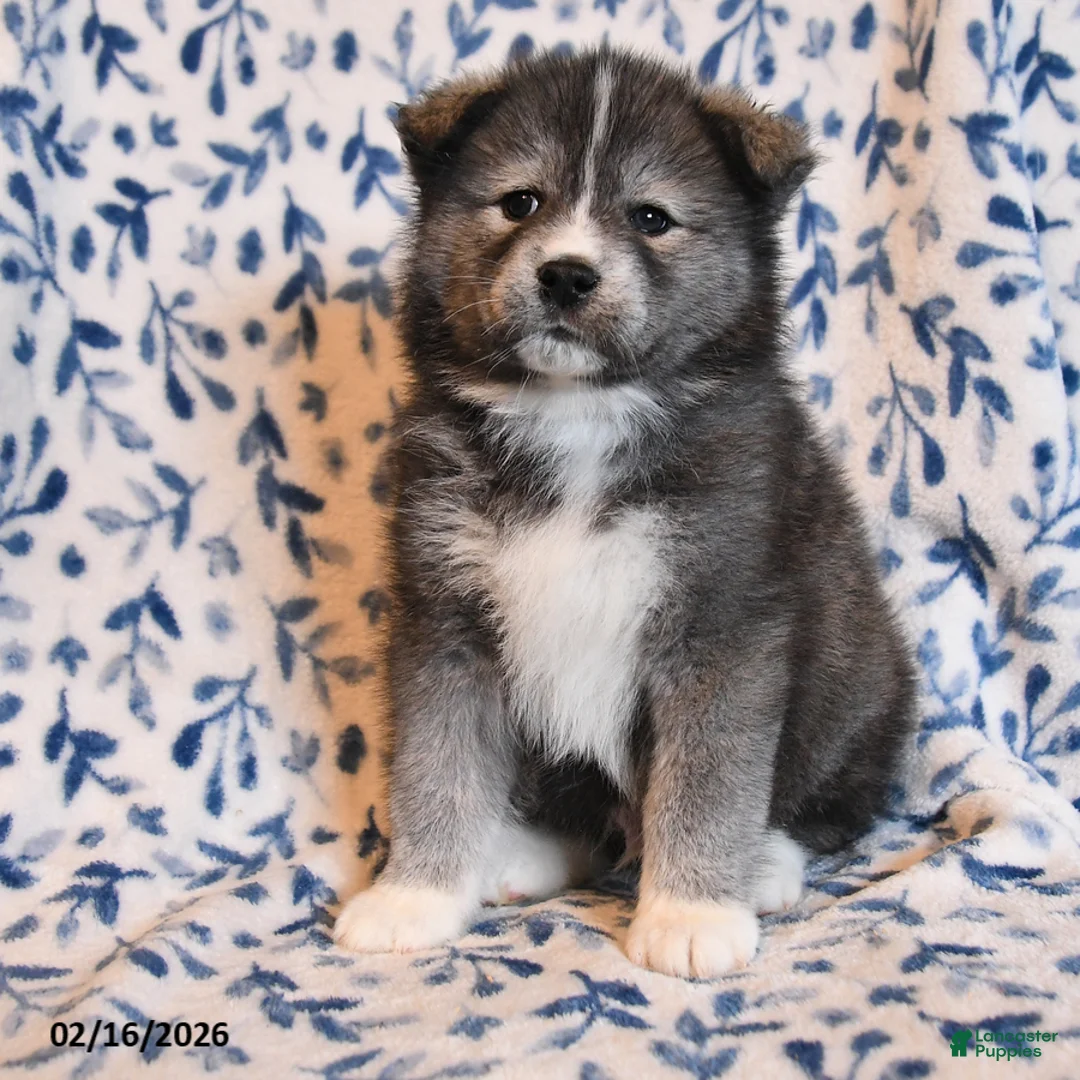 Mixed Breed dogs for sale: Smokey - Ad 2