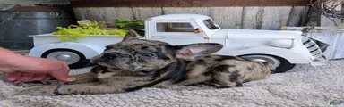 Frenchton Puppy 1