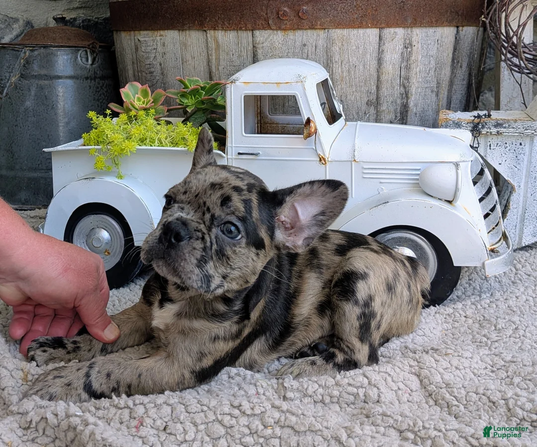 Frenchton dogs for sale: Frenchton Puppy 1 - Ad 1