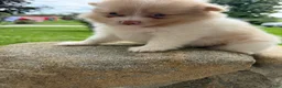 Pomeranian dogs for sale: Andy - Ad 5