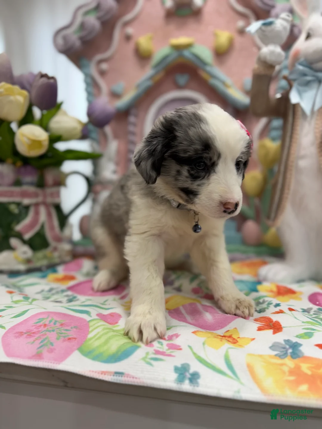 Australian Shepherd dogs for sale: Arthur - Ad 1